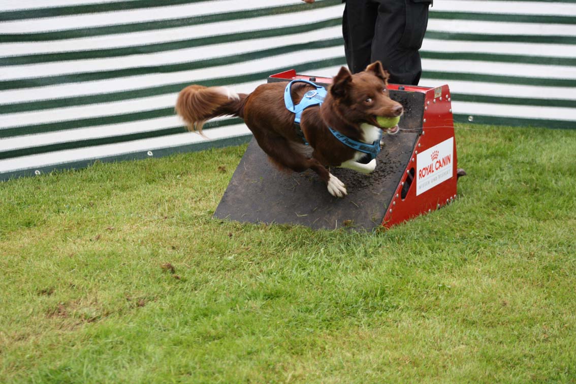 Faye beim Flyball