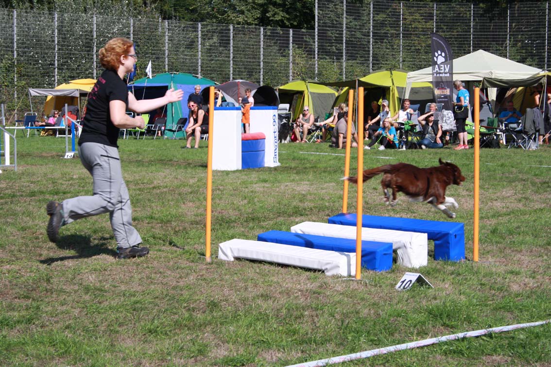Faye beim Agility